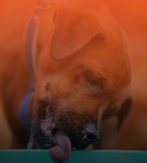 Koerte sööginõud ja tegevusmatid