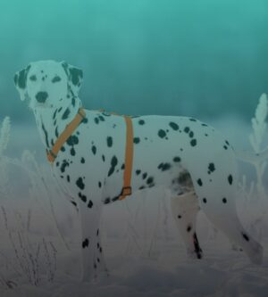 Koerte rihmad ja traksid