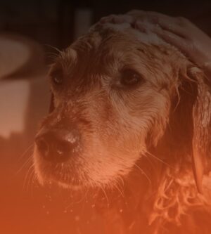 Karvahooldus ja hügieen